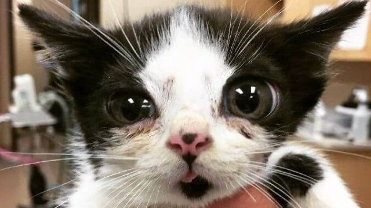 Porg-1_e