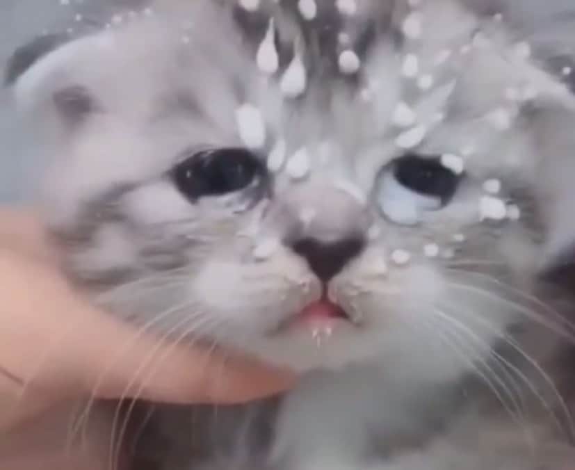 母親のミルクを飲む勢いがすごすぎて顔面ミルクまみれになっちゃった子猫 カラパイア