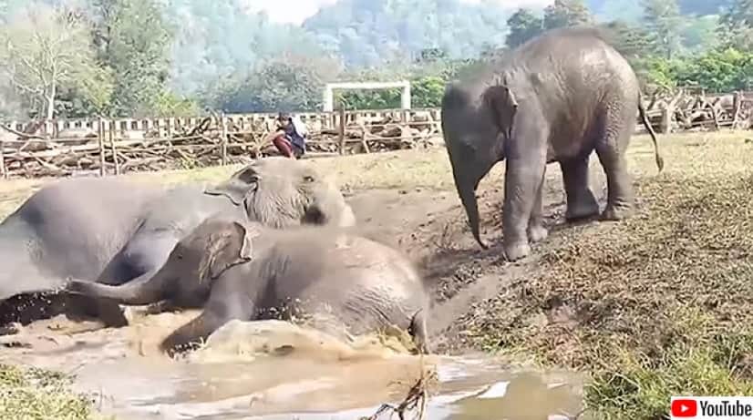 楽すぃ お尻をスライドさせて水にポトン 象の子供たちのかわいい水遊び カラパイア 楽すぃ お尻をスライドさせて水にポトン 象の子供たちのかわいい水遊び カラパイア