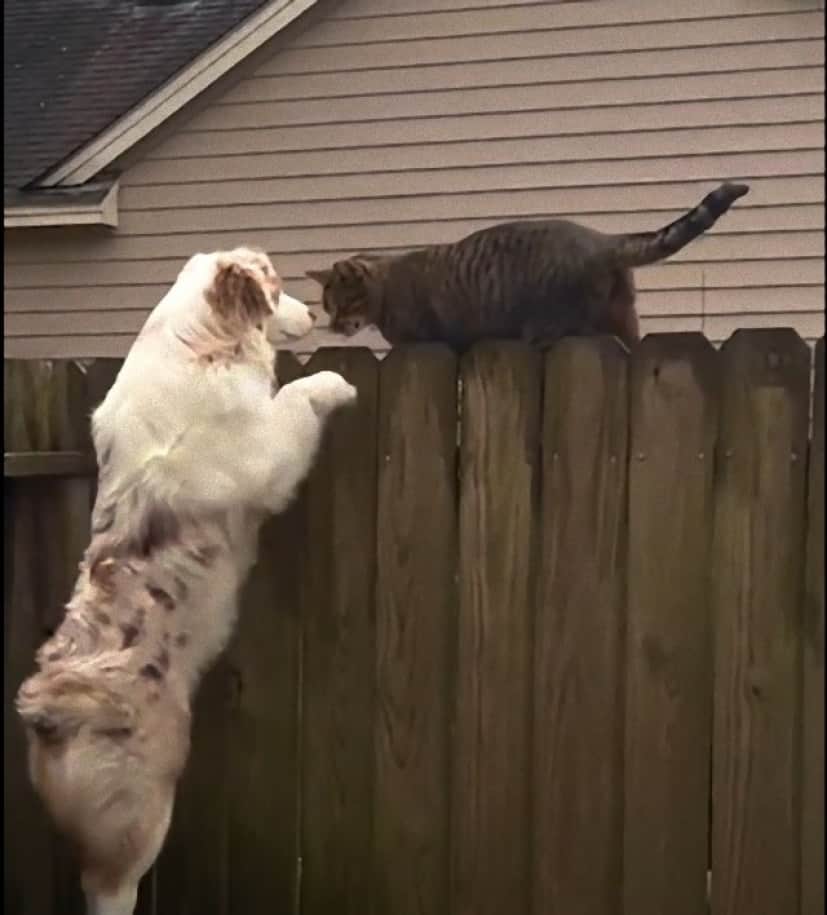 dog4_e