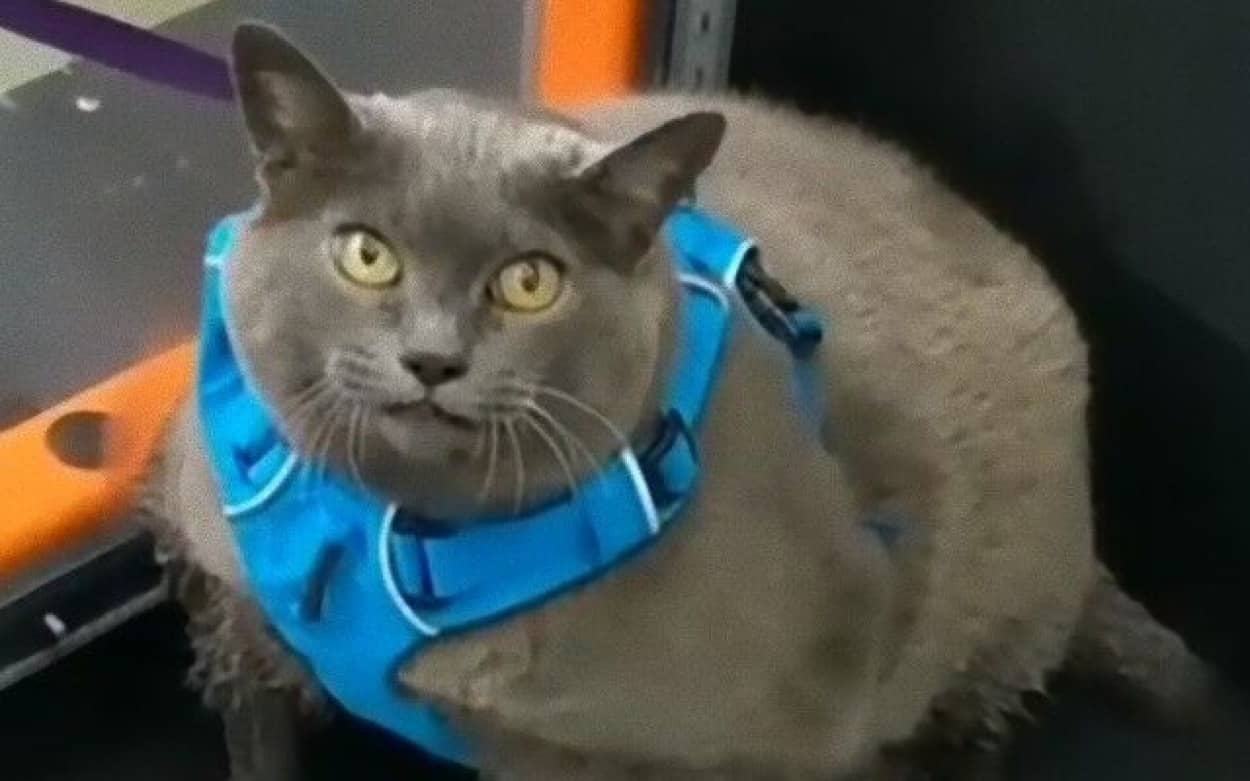 ダイエット中の猫シンダーさん 今日ももくもくと運動するよ カラパイア ダイエット中の猫シンダーさん 今日ももくもくと運動するよ カラパイア