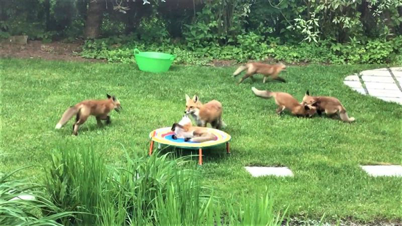 きゃっきゃうふふがすぎる！裏庭でキツネの大家族が遊んでいた件（アメリカ）