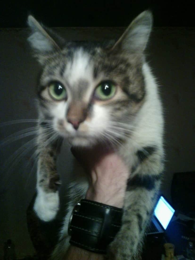cat4_e