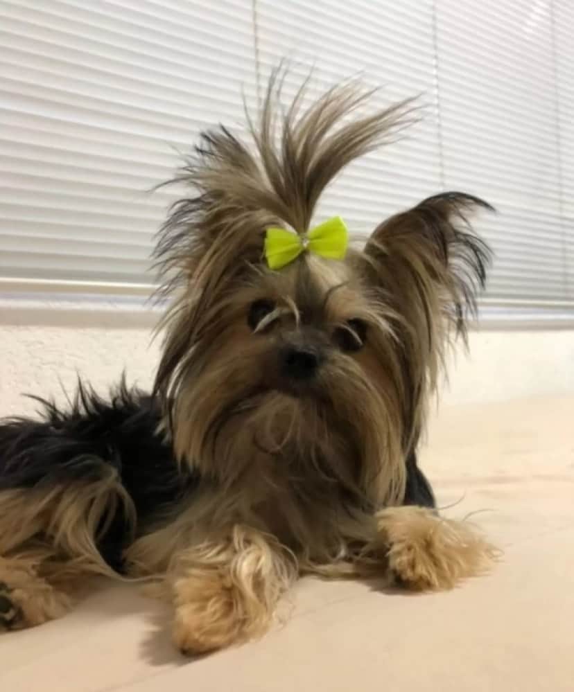 dog power1_e