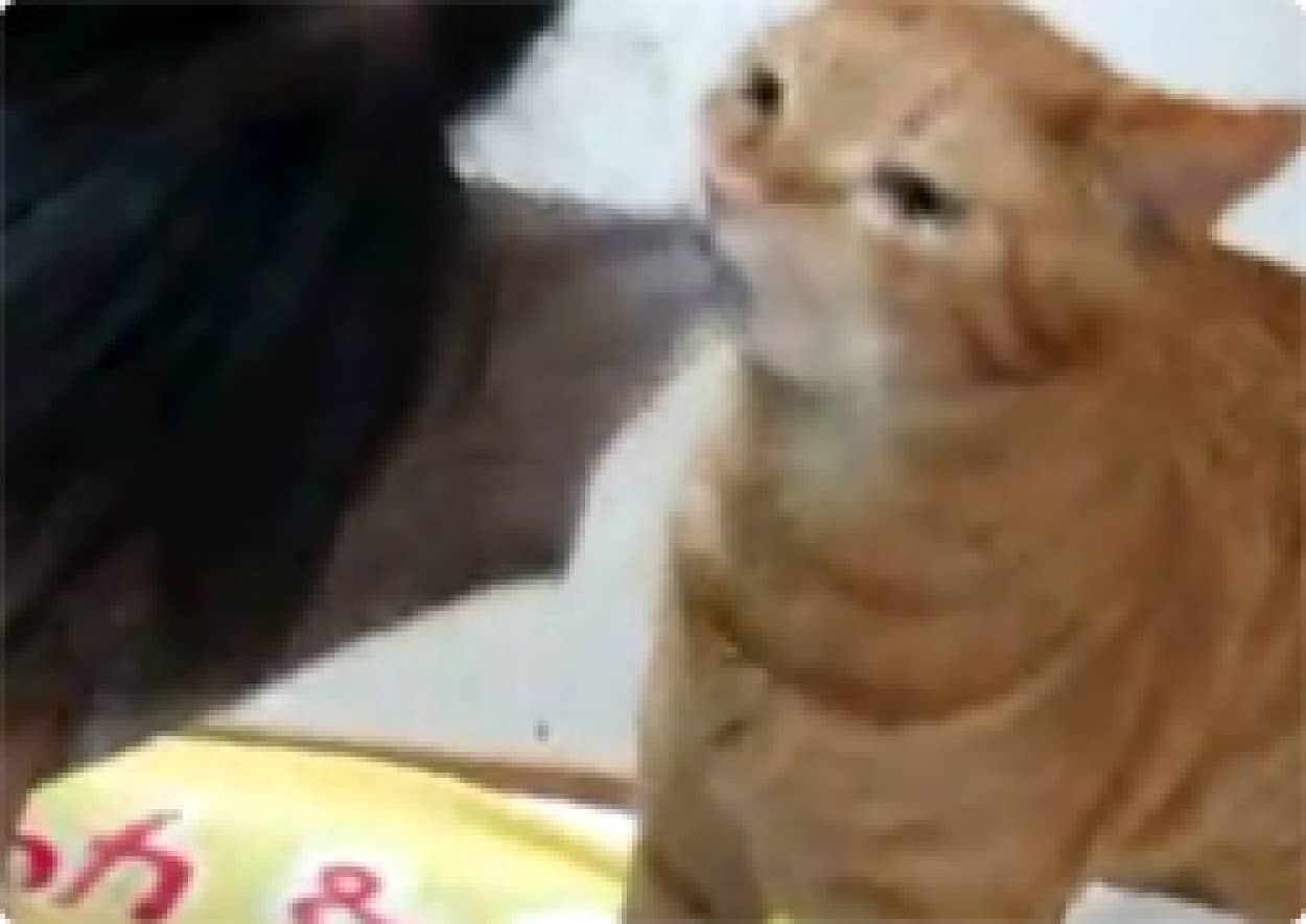 心が折れそうな時勇気をもらえる猫動画 人間の子どもの面倒を見る猫 カラパイア