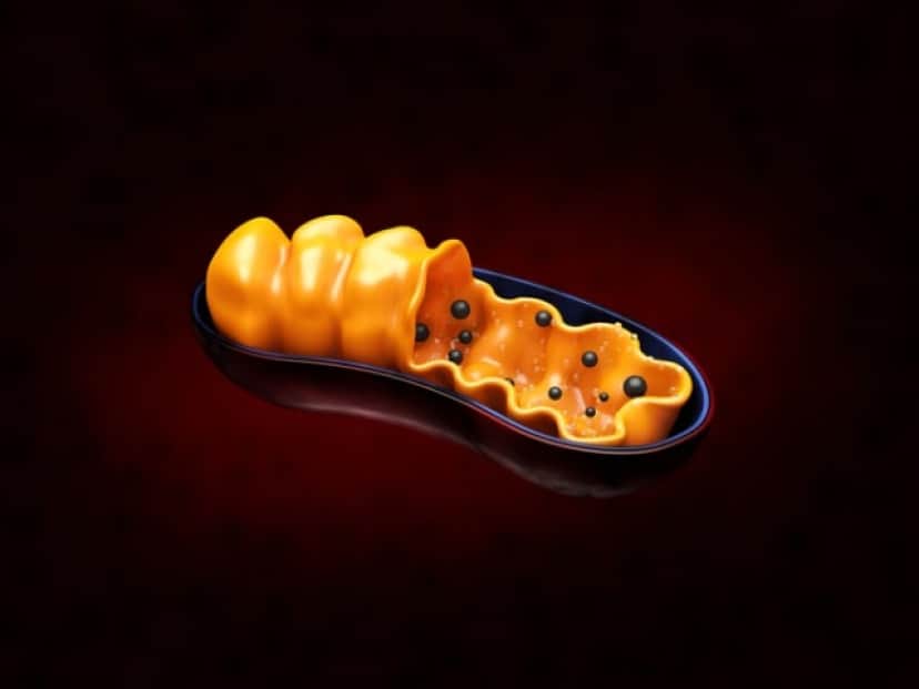ミトコンドリア
