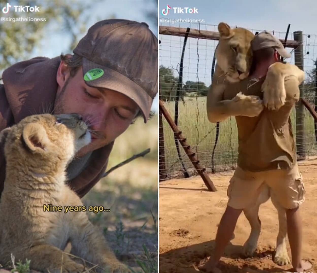 孤児のライオンと男性の絆