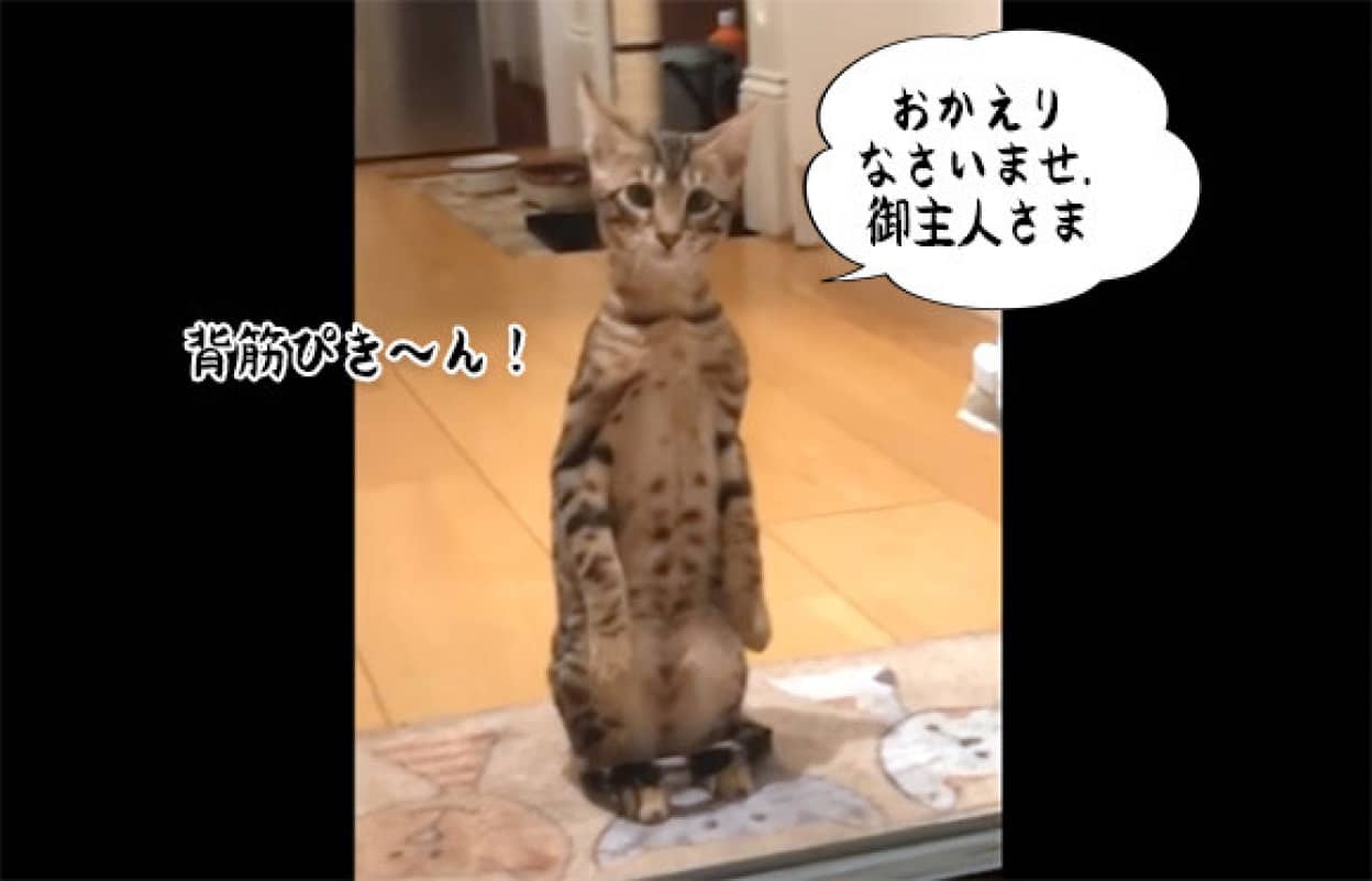 ミーアキャット いいえ違います キャットです 背筋を伸ばしてお行儀よく飼い主を出迎える猫 カラパイア