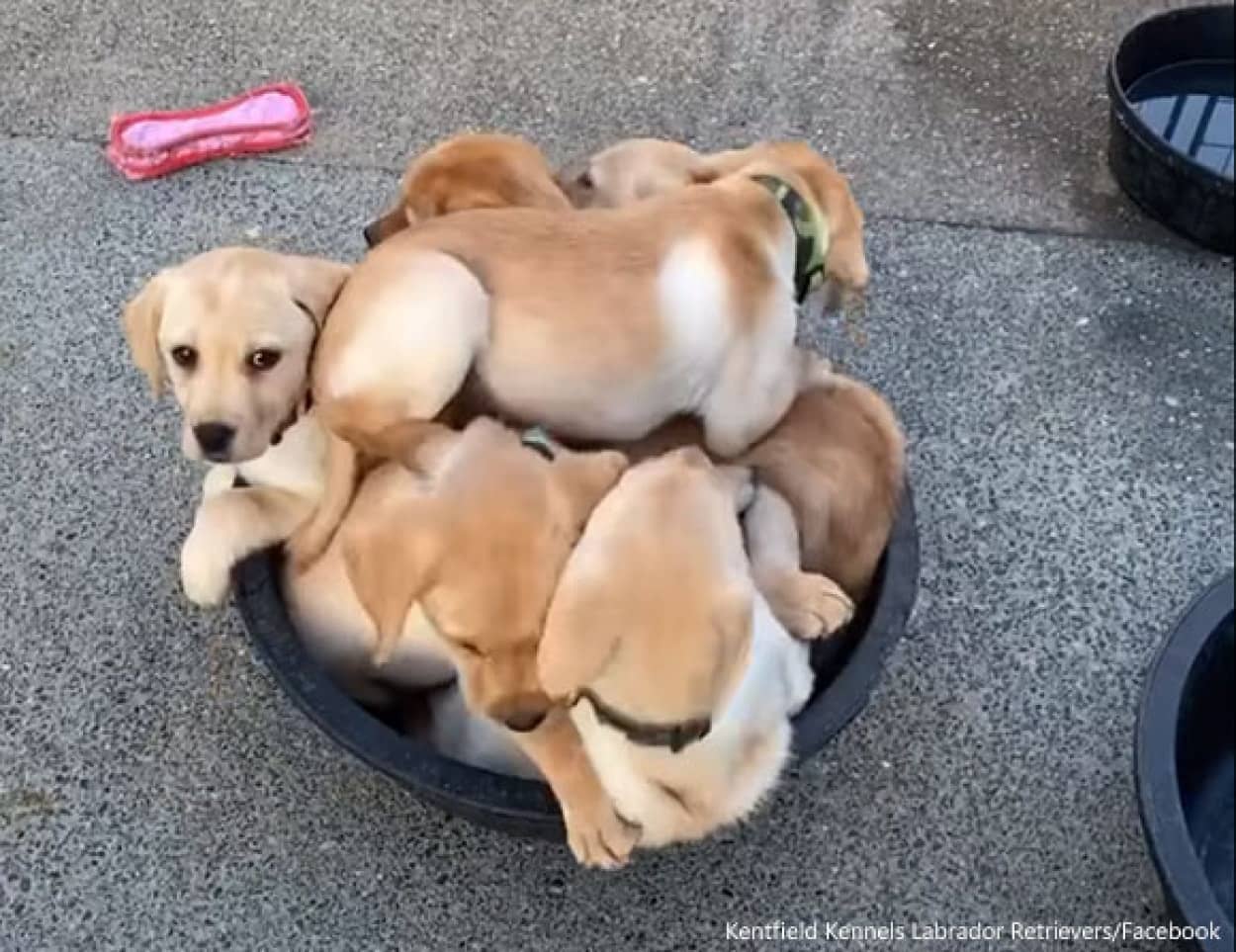 たらいの中が大渋滞 どうしても入りたかったラブラドールの子犬たちは全部で何匹 カラパイア