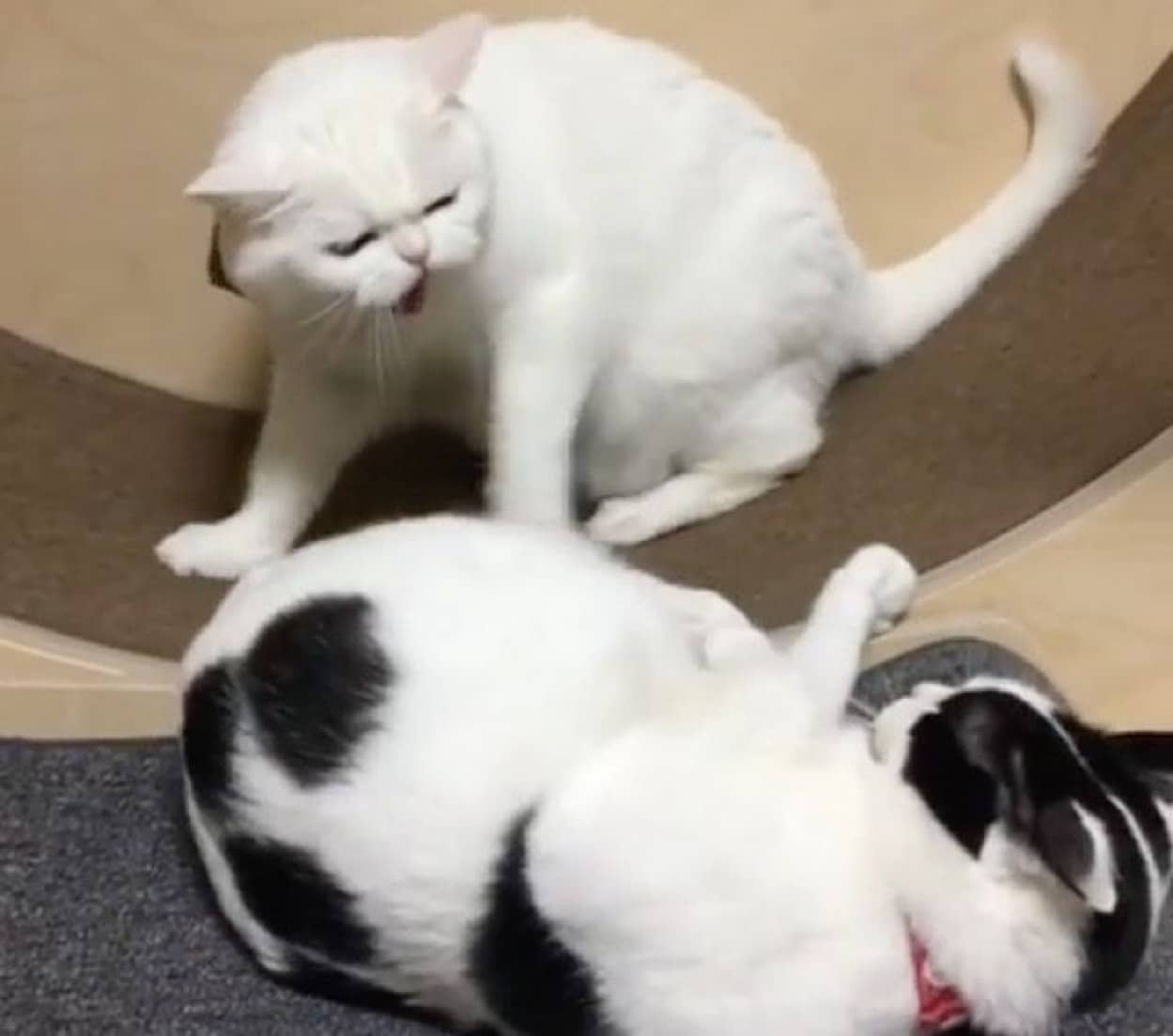 回し車が好きすぎて ライバル全員しばく猫 しかし子猫にはやさしかった カラパイア