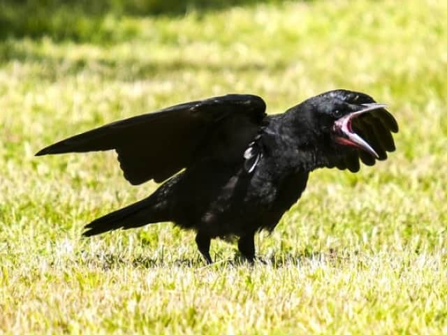 賢いのは知ってたけども カラスに関する興味深い10の事実 カラパイア 賢いのは知ってたけども カラスに関する興味深い10の事実 カラパイア
