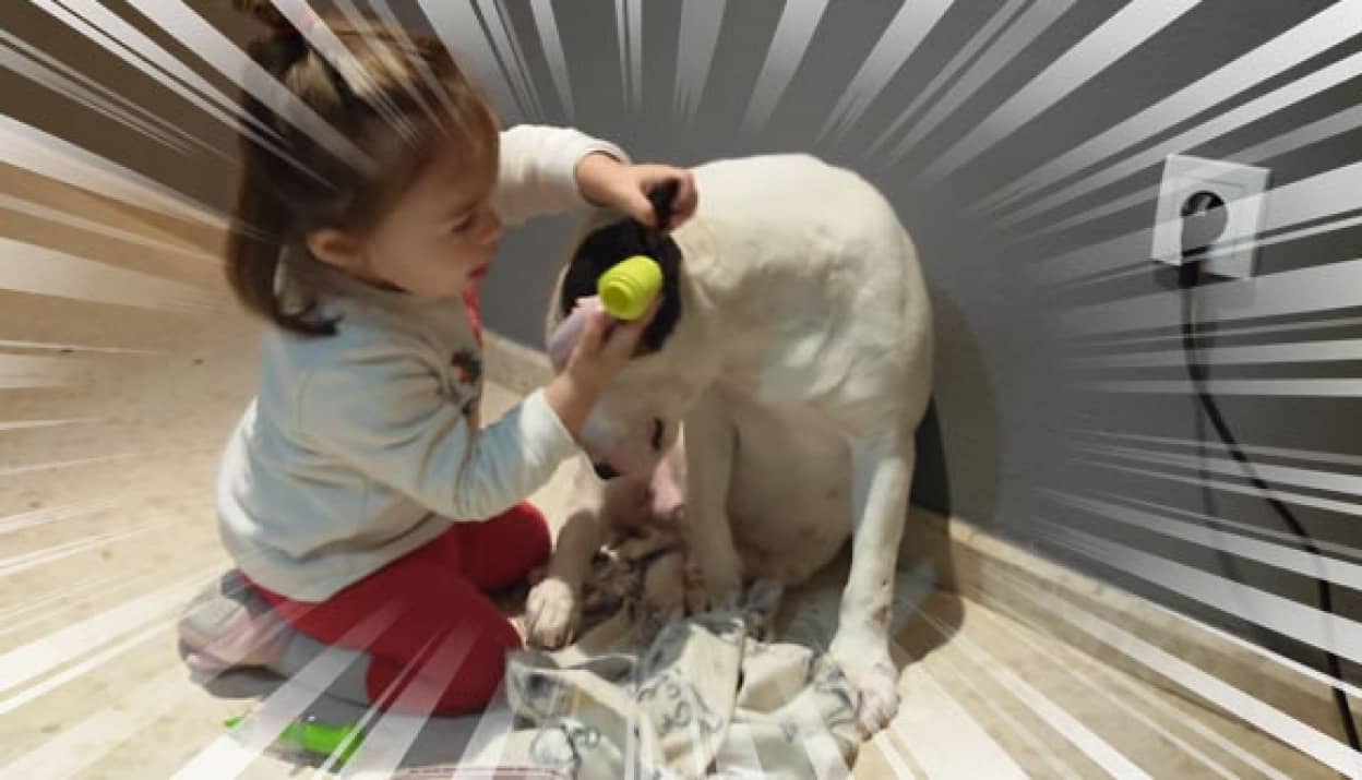 少女のお医者さんごっこの患者役として任務を全うするブルテリア犬 カラパイア