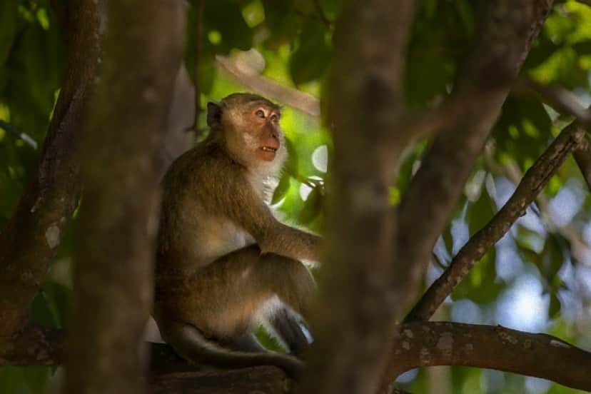 monkey-5783795_640_e