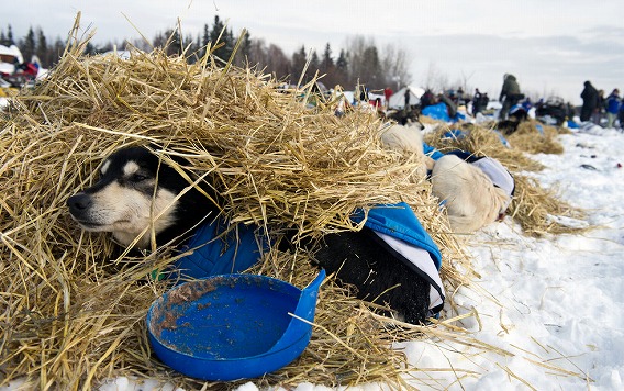 過酷な寒さに耐えながら約1850キロに渡るアラスカ横断犬ぞりレース アイディタロッド カラパイア