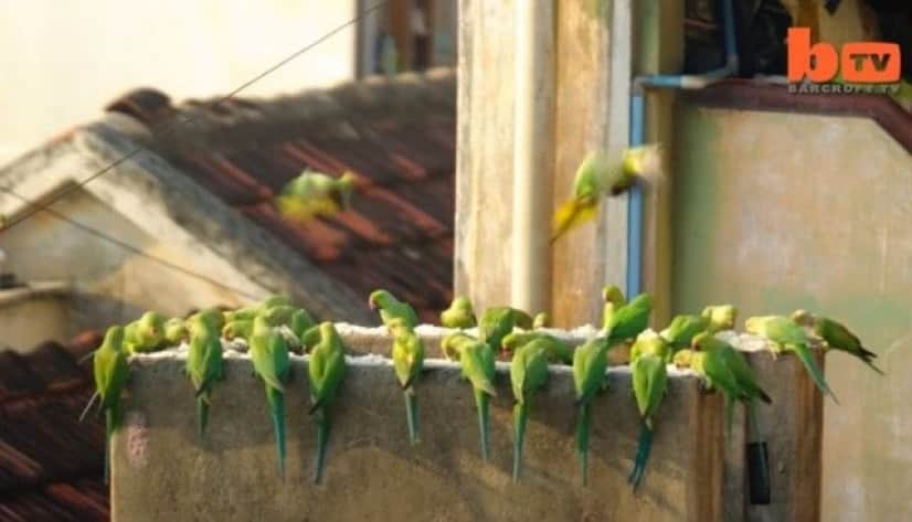 birdman7_e