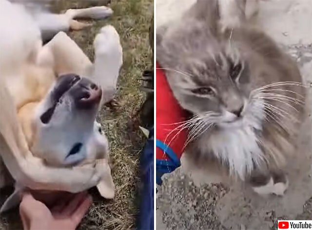 人間ちゅ～るかな？猫や犬が撫でて撫でてと近づいてくる郵便配達員