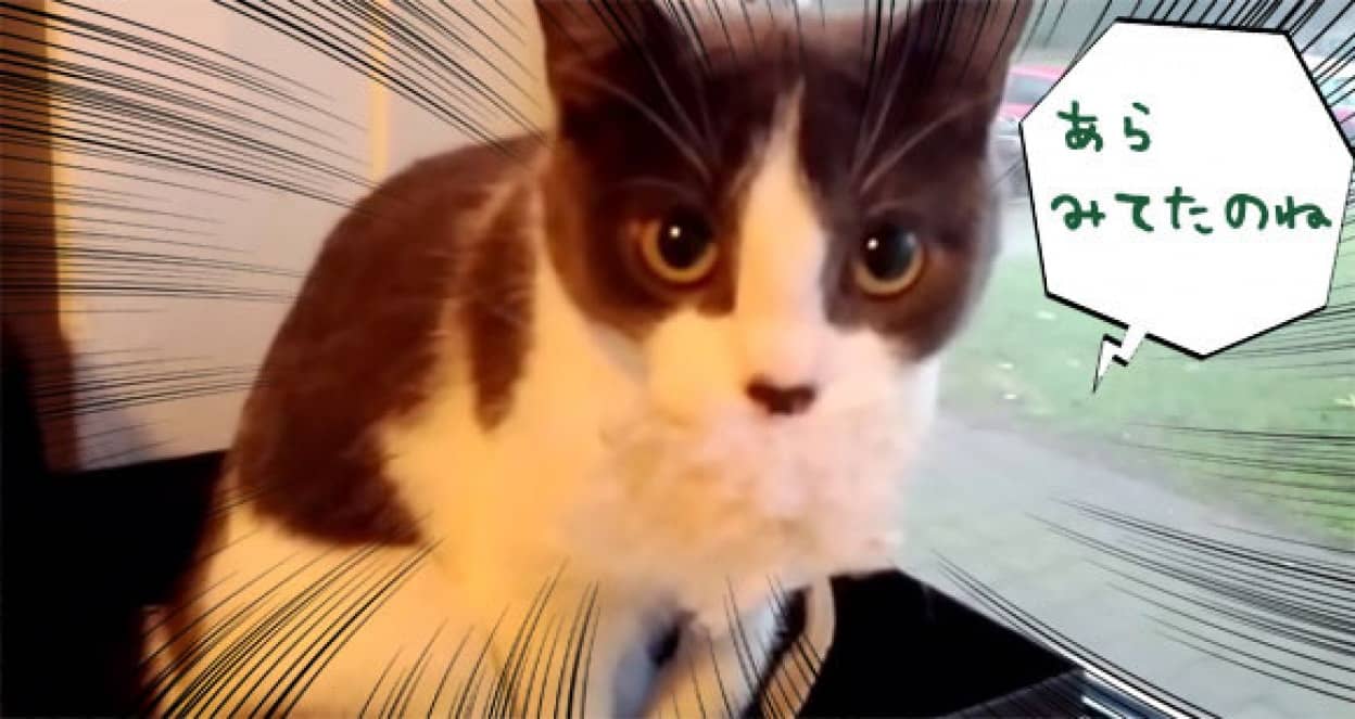 おもちゃペロペロに必至だった猫の あらみてたのね カラパイア