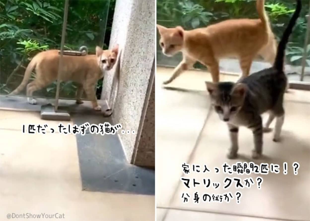 マトリックスな猫