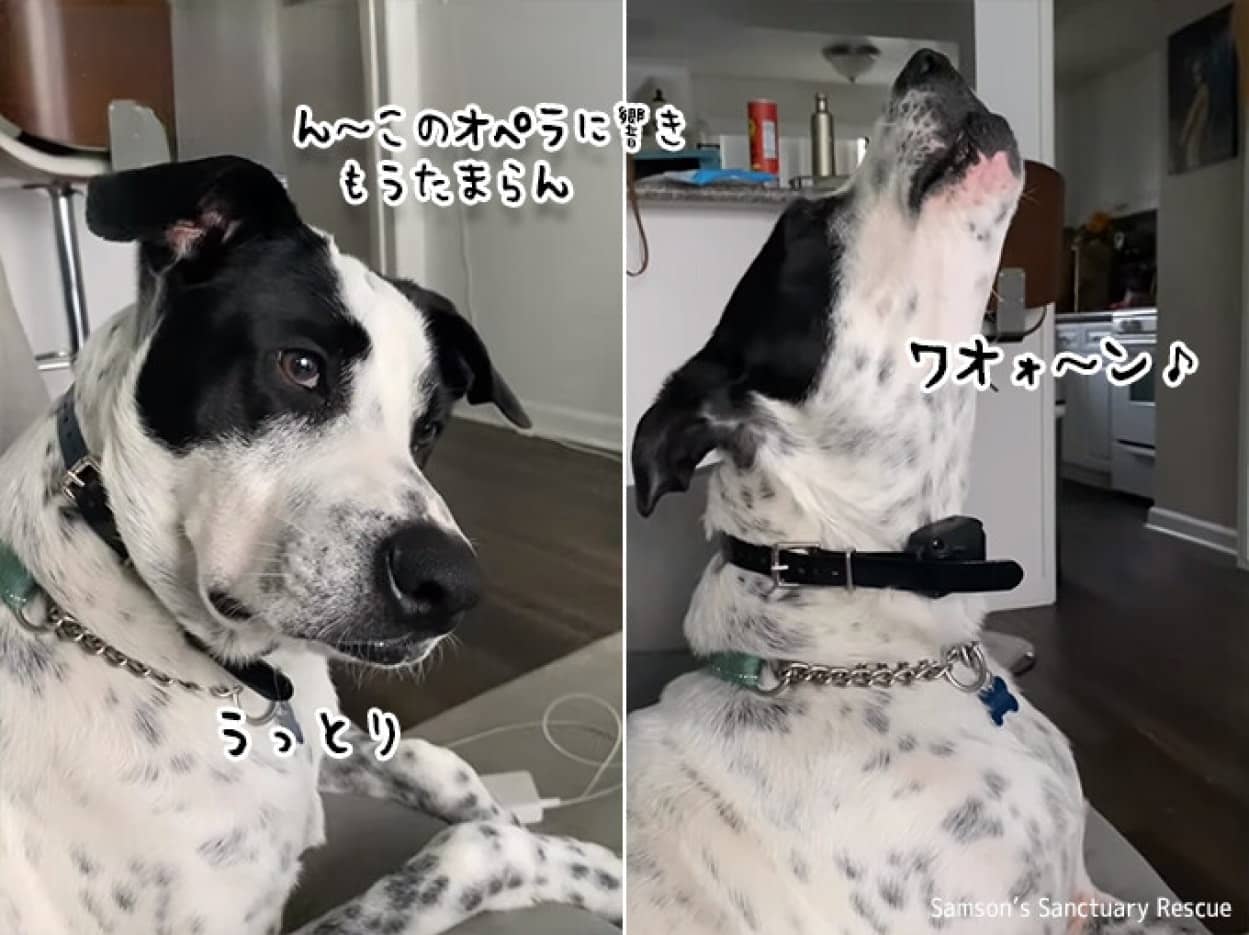 オペラを聴いて一緒に歌いだした犬