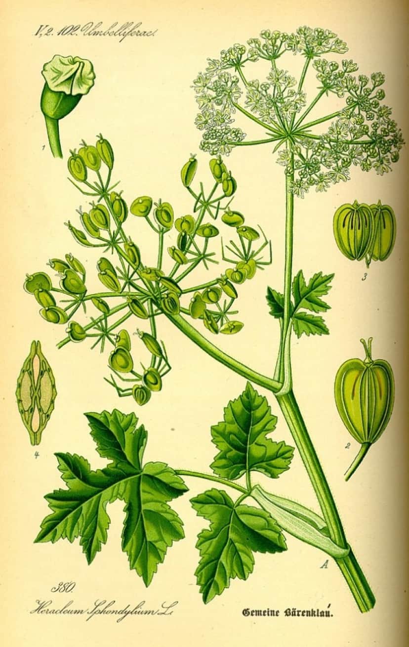 647px-Illustration_Heracleum_sphondylium0_e