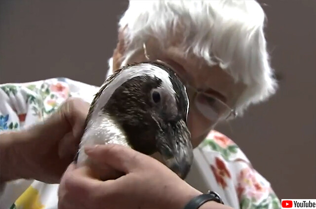 「ペンギンと触れ合いたい」104歳のおばあさんの生涯の夢が叶う瞬間