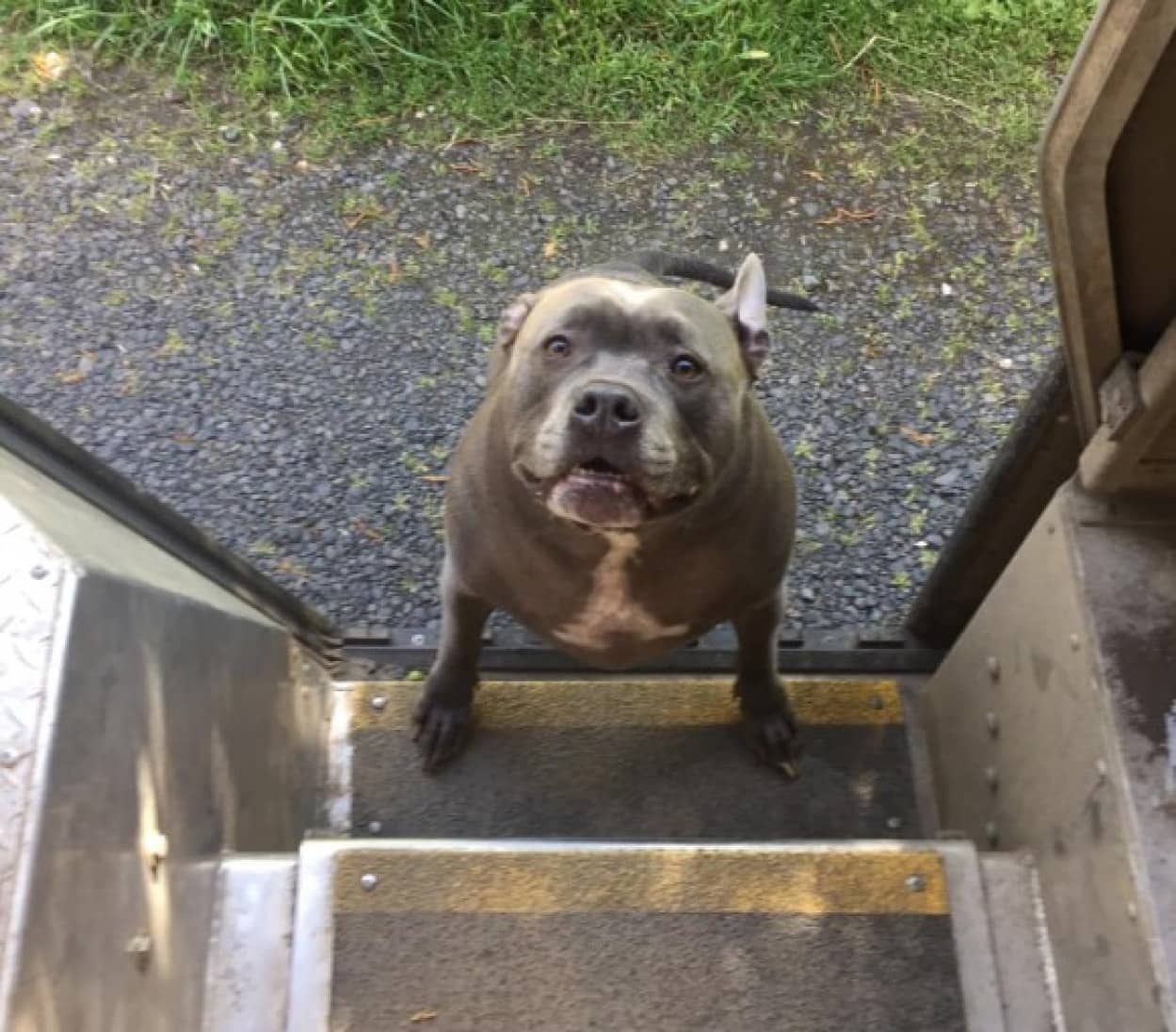 トラックの出入口にやってくる配達ルートの犬たち