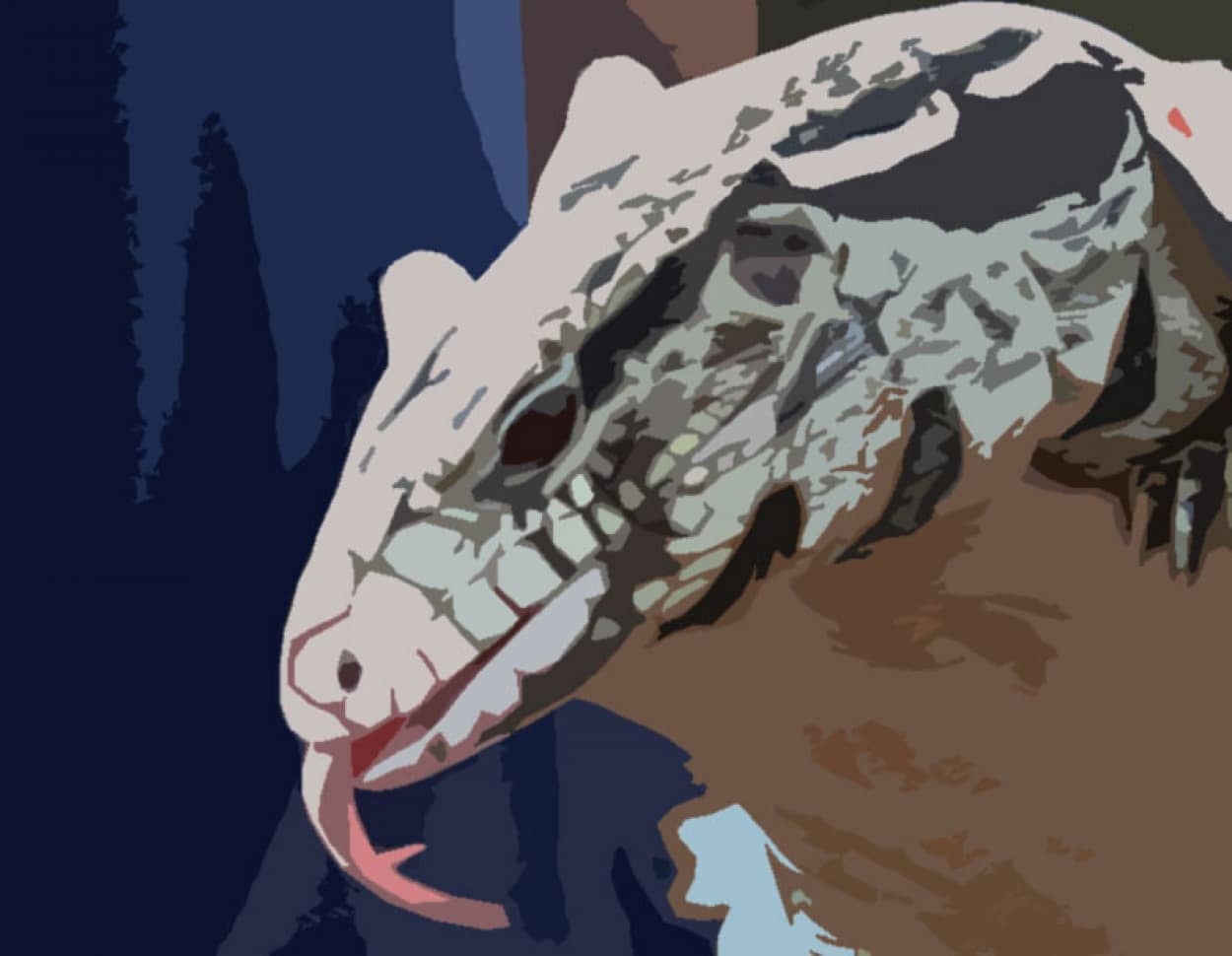 テグートカゲ