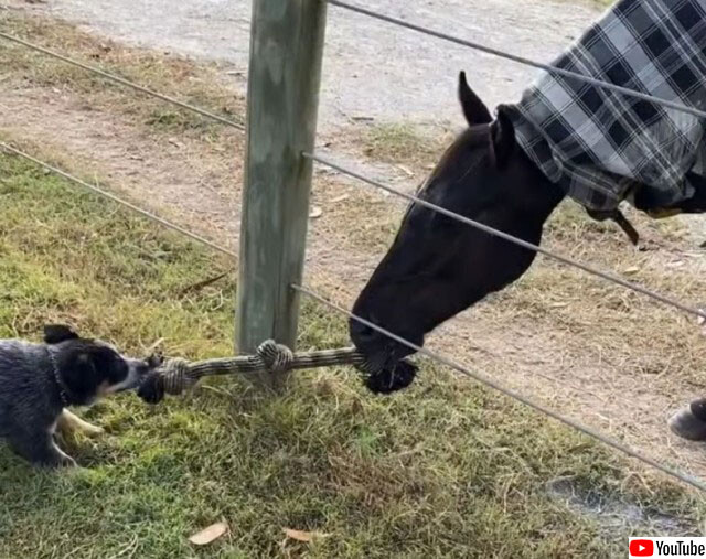 馬と犬