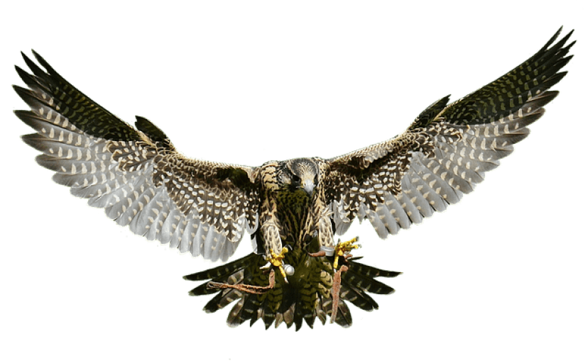falcon-2680551_640