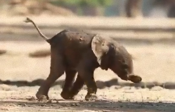 巨大な象も生まれた時は小さかった ふらつきながら立ち上がり 最初の一歩を踏み出す勇気に感動 ジンバブエ カラパイア