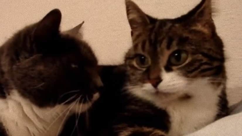 今日ニャニしてた おやつはニャニ食べた 猫たち2匹の会話のかわいいこと 温かいこと カラパイア 今日ニャニしてた おやつはニャニ食べた 猫たち2匹の会話のかわいいこと 温かいこと カラパイア