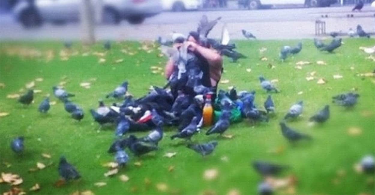 アンタッチャブル 鳩に餌を与えるときにはそれなりの覚悟をもって カラパイア アンタッチャブル 鳩に餌を与えるときにはそれなりの覚悟をもって カラパイア