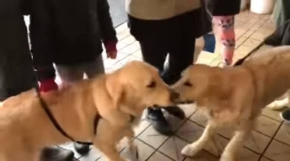 奇跡の再会。出会った瞬間にお互いに駆け寄っていった2匹の犬は、別の家族に引き取られた姉妹犬だった（アメリカ）