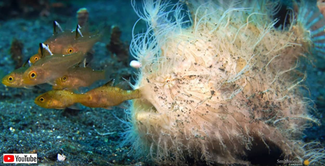 海底怪獣かな カエルアンコウがモジャ毛をフサフサさせながらハイスピードで捕食する姿に惚れた日 カラパイア 海底怪獣かな カエルアンコウがモジャ毛をフサフサさせながらハイスピードで捕食する姿に惚れた日 カラパイア