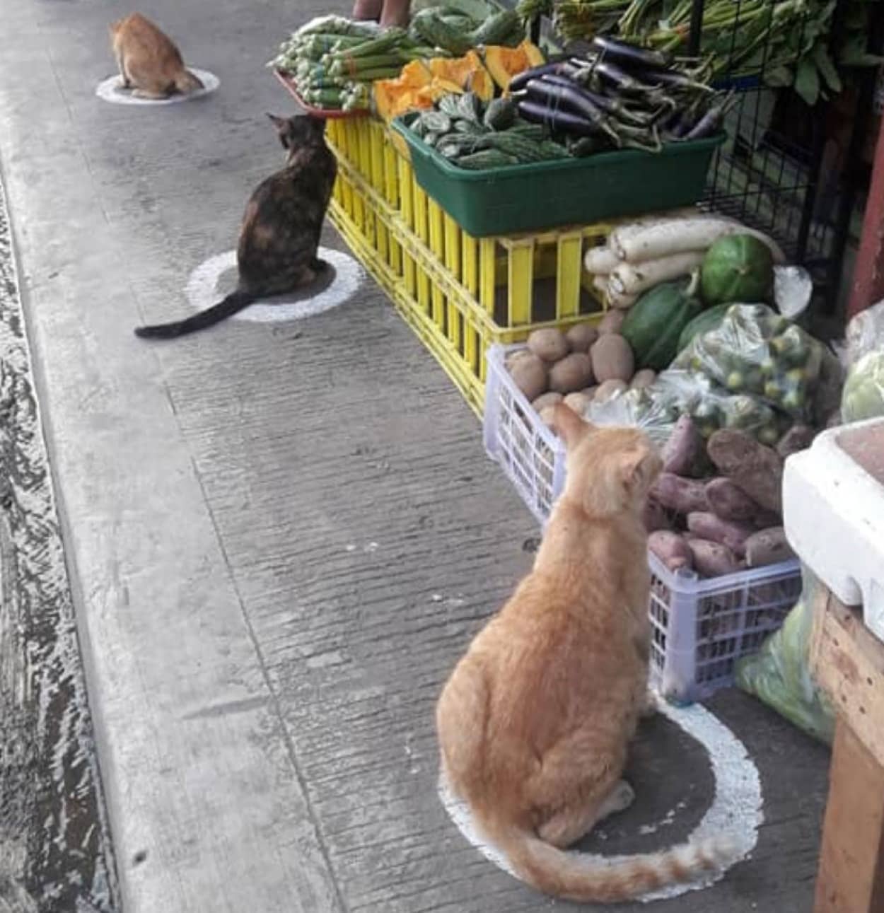 猫転送装置と化した社会的距離マーク
