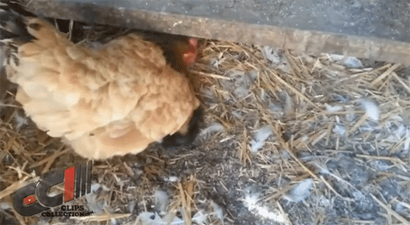 ニワトリ小屋でニワトリがあたためていたものは カラパイア ニワトリ小屋でニワトリがあたためていたものは カラパイア