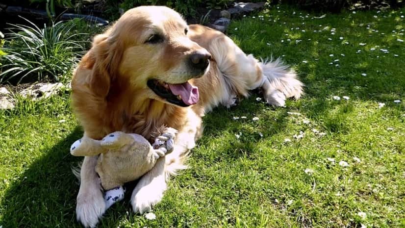 dog-1705527_640