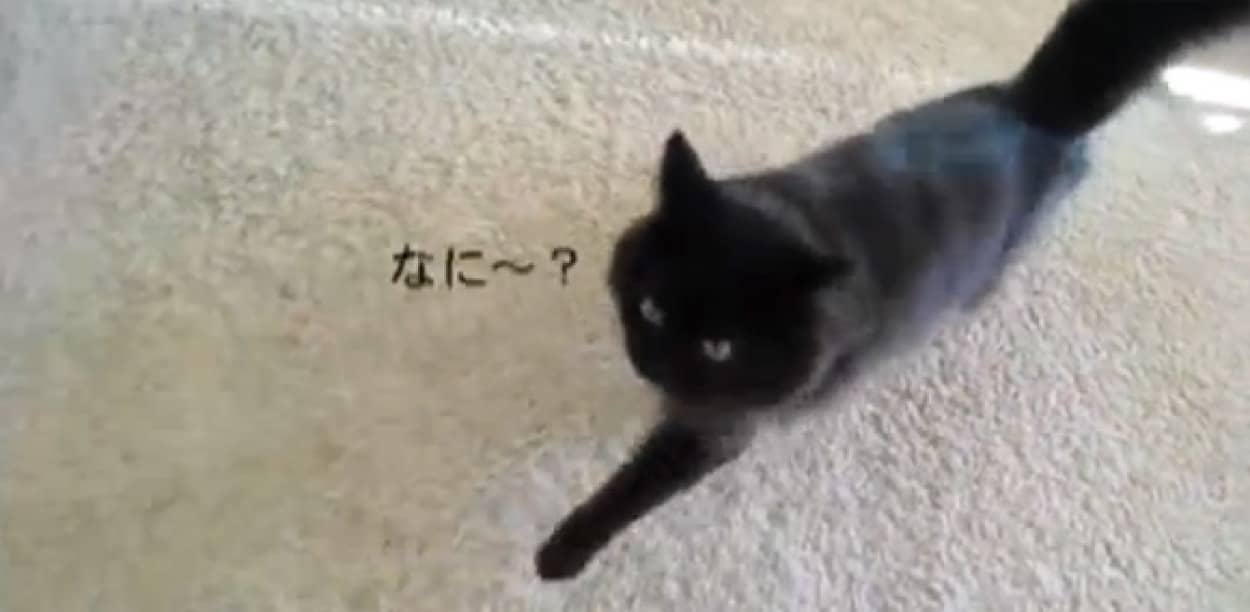 おかえり から ばかやろう まで しゃべる猫 しおちゃんの面白会話集 カラパイア