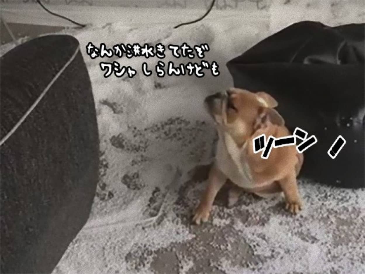 わしゃしら ん ビーズクッションの中身を大放出 部屋中を雪景色にするもあくまでもしらを切り続ける犬 カラパイア わしゃしら ん ビーズクッションの中身を大放出 部屋中を雪景色にするもあくまでもしらを切り続ける犬 カラパイア