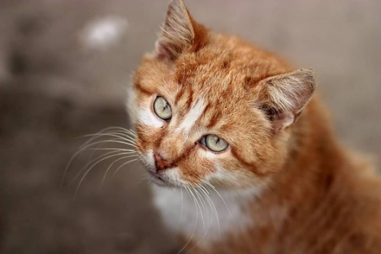 cat-1378188_640_e