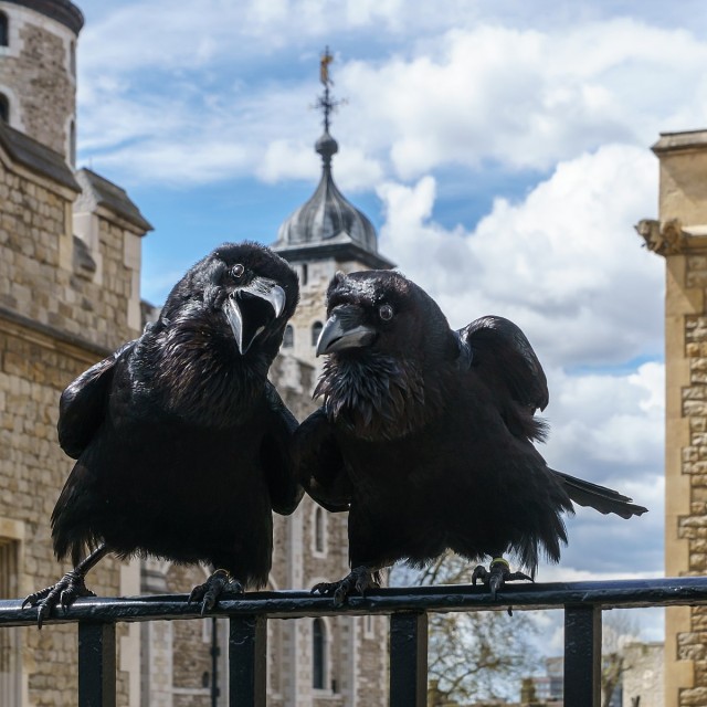 ロンドン塔に住むカラスの1羽が消息不明に 国が崩壊するというジンクスに全英が震える イギリス カラパイア ロンドン塔に住むカラスの1羽が消息不明に 国が崩壊するというジンクスに全英が震える イギリス カラパイア