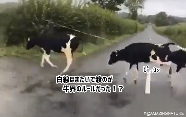 白線は踏まずに渡る！牛界にも奇妙なルールがあった