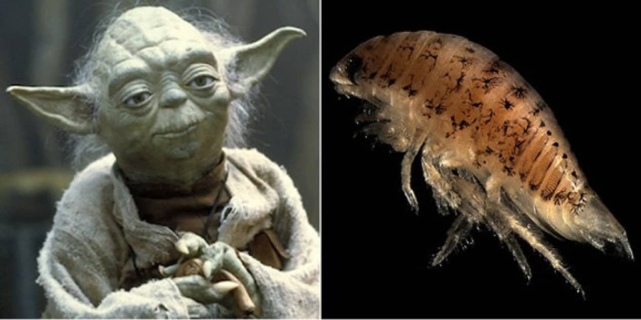 スター ウォーズ好きな学者たちがスターウォーズにちなんで名づけた17種の新種生物 カラパイア