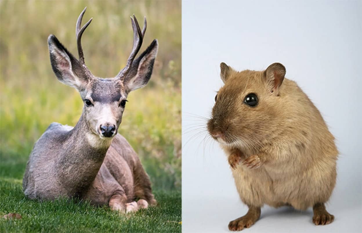 鹿の角をマウスに生やすことに成功