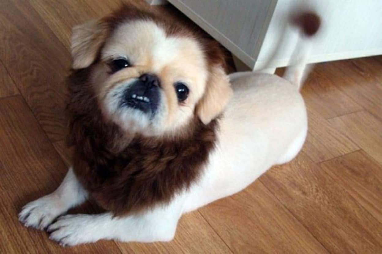 すっきりしましたもん 犬のヘアカットビフォア アフター カラパイア