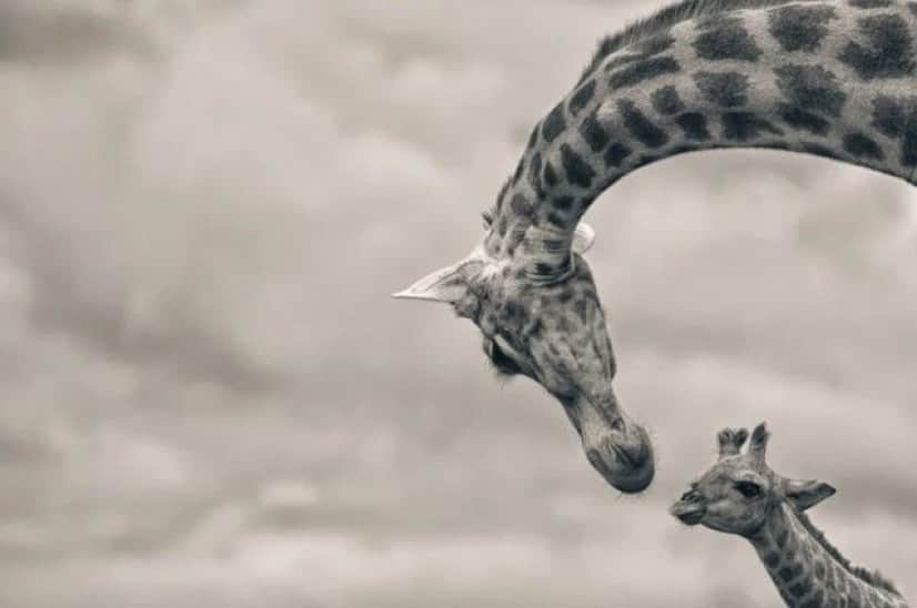 cuteanimals2_e