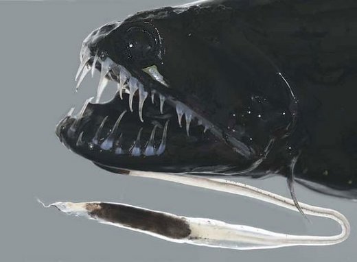 地球上に舞い降りた悪魔の使い 10のデビルフェイスな魚たち カラパイア 地球上に舞い降りた悪魔の使い 10のデビルフェイスな魚たち カラパイア