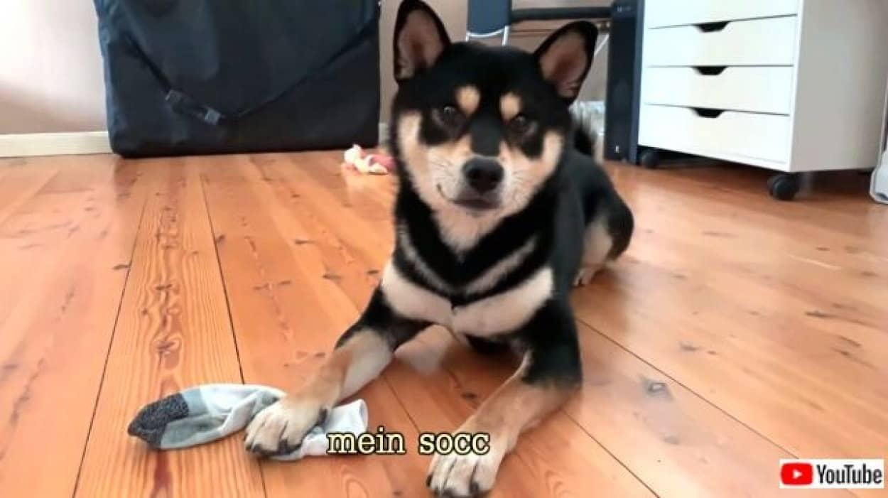 ご主人の靴下が大好きな柴犬 これボクのだから と所有権を主張する カラパイア ご主人の靴下が大好きな柴犬 これボクのだから と所有権を主張する カラパイア