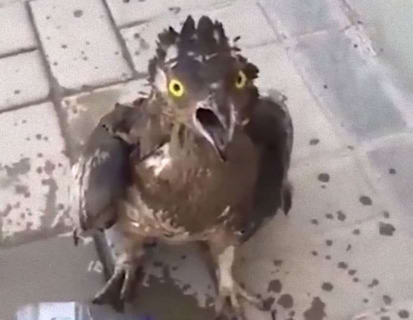 3_e0