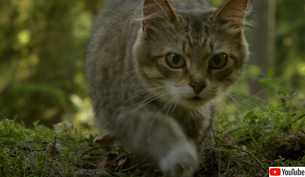 チェルノブイリの立入禁止区域で暮らす野生動物たちのドキュメンタリー映像